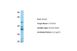 SLC7A10 Rabbit anti-Human, Polyclonal, Novus Biologicals 0.1 mL | Buy Online | Novus Biologicals | Fisher Scientific